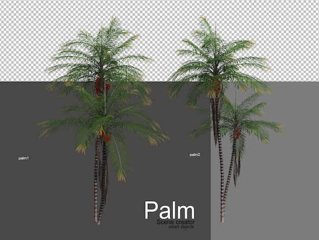 Various types of palm trees