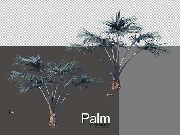 Various types of palm trees