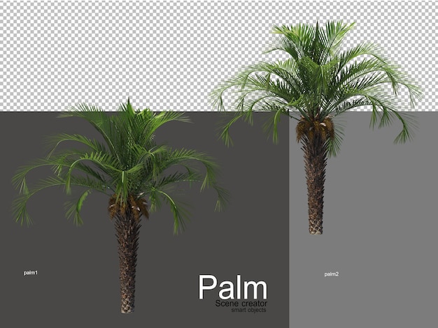 Various types of palm trees