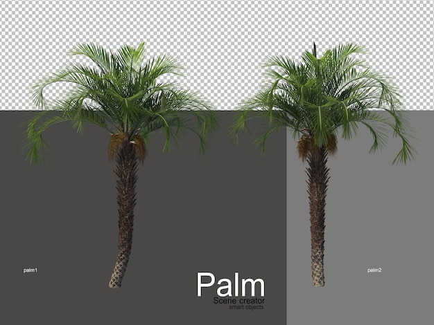 Various types of palm trees