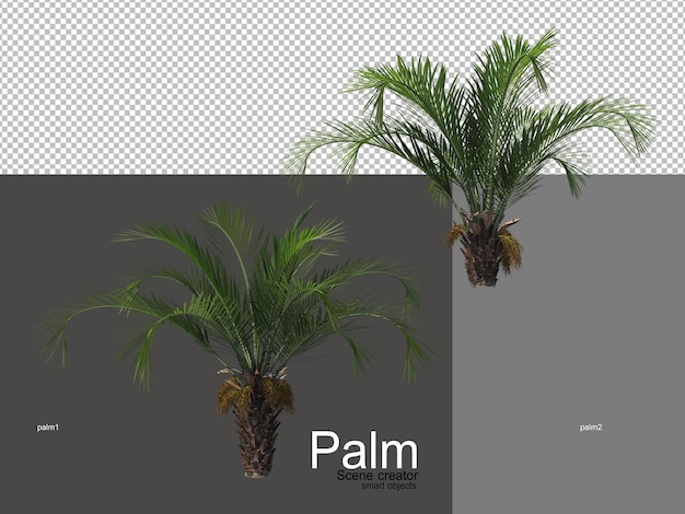 Various types of palm trees