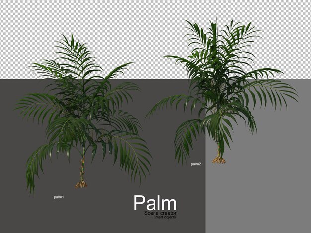 Vari tipi di palme Psd Premium