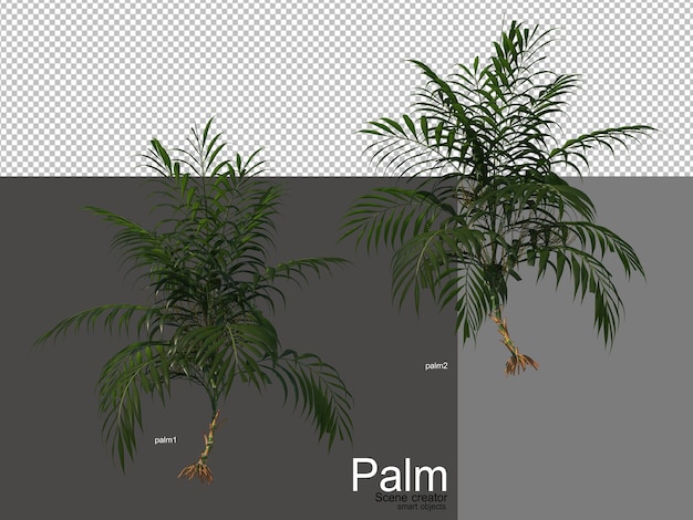 Vari tipi di palme