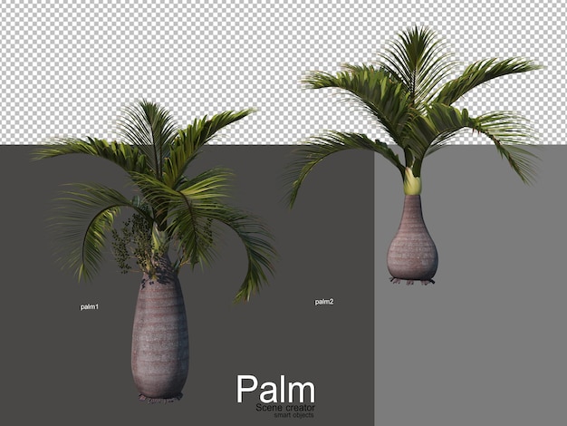 Various types of palm trees