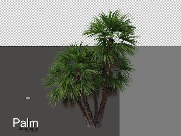 Various types of palm trees