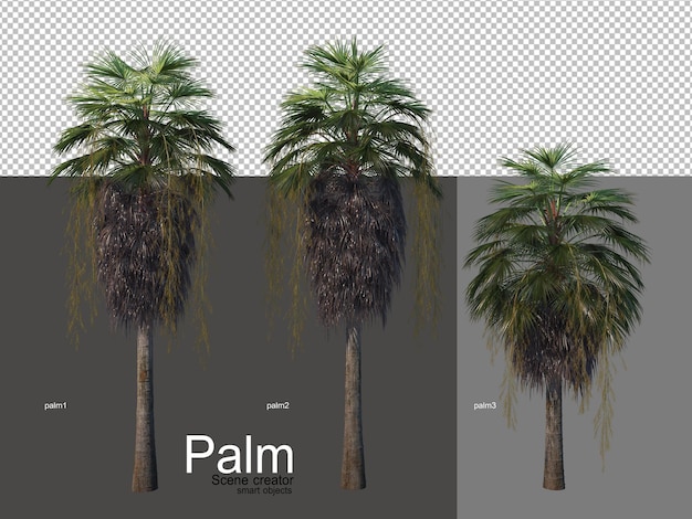 Various types of palm trees