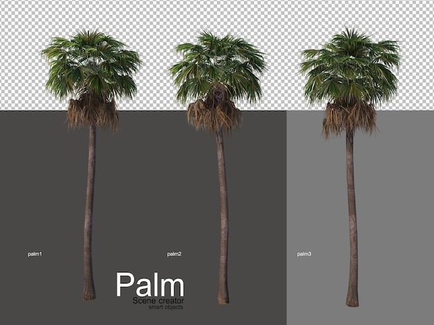 PSD various types of palm trees