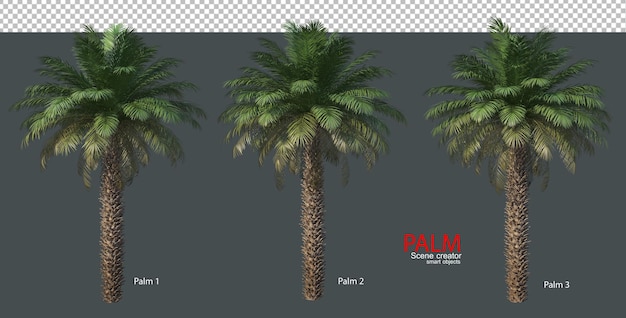 Various types of palm trees