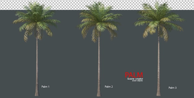 PSD various types of palm trees