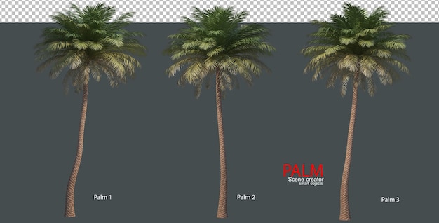 PSD various types of palm trees