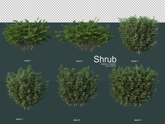 Various types of shrubs