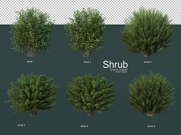 Various types of shrubs