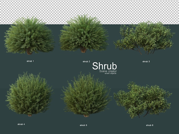 Various types of shrubs