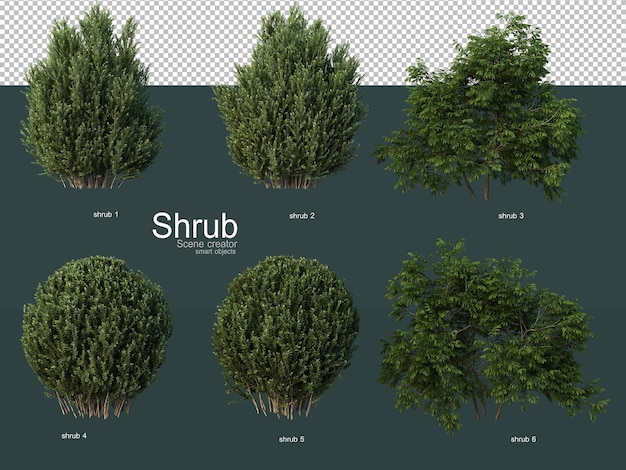 Various types of shrubs