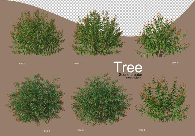 Various types of trees for beautiful landscaping