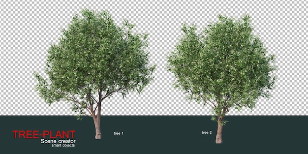 Various types of trees