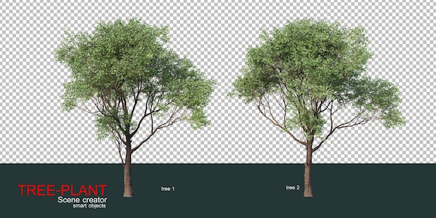 Various types of trees