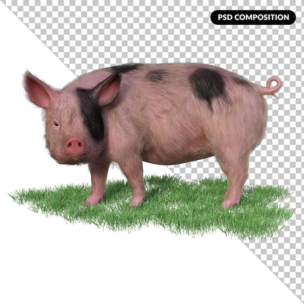 Varken in een gras geïsoleerde 3d