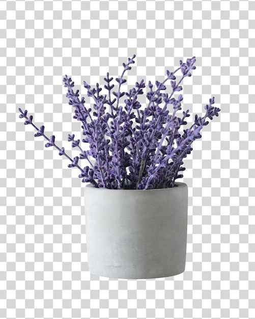 PSD un vaso di lavanda, un vaso di fiori, un vaso di lavanda, un vaso di fiori, un vaso di fiori, un vaso di fiori, un vaso di lavanda, un vaso di