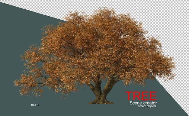Veel grote bomen in het bos