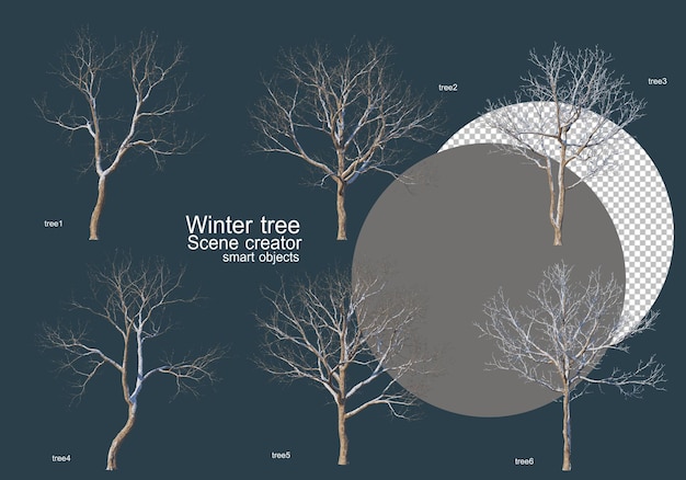 Veel soorten bomen in de winter