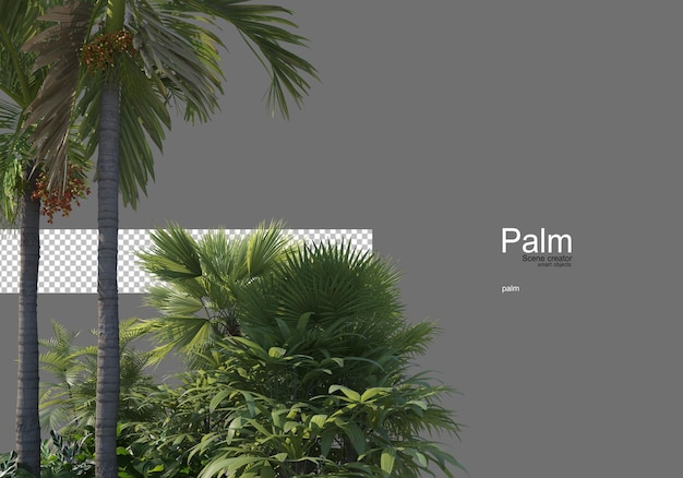 veel soorten palmbomen
