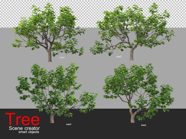 Veel verschillende soorten bomen