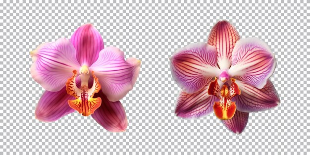 PSD veelkleurige orchidee bloemen op een doorzichtige achtergrond png top view