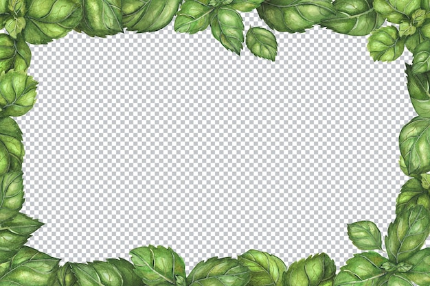 PSD cornice rettangolare vegetariana con foglie di basilico fresco. illustrazione botanica verde dell'acquerello.