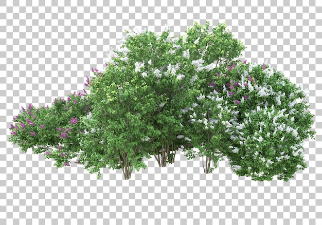 Veld van bloemen op transparante achtergrond 3d-rendering illustratie