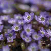 PSD veld van hepatica americana bloemen wildbloem illustratie