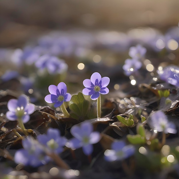 PSD veld van hepatica americana bloemen wildbloem illustratie