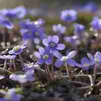 PSD veld van hepatica americana bloemen wildbloem illustratie