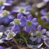 PSD veld van hepatica americana bloemen wildbloem illustratie