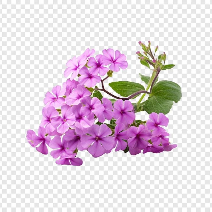 PSD verbena flower isolated on transparent background