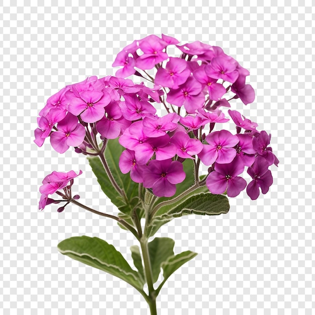 PSD verbena flower png isolated on transparent background