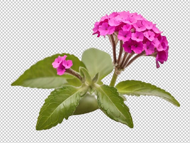 PSD verbina flower on transparent background