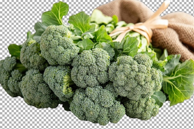 Vers geoogste broccoli klaar voor een gezonde maaltijd of een levendig groentegerecht