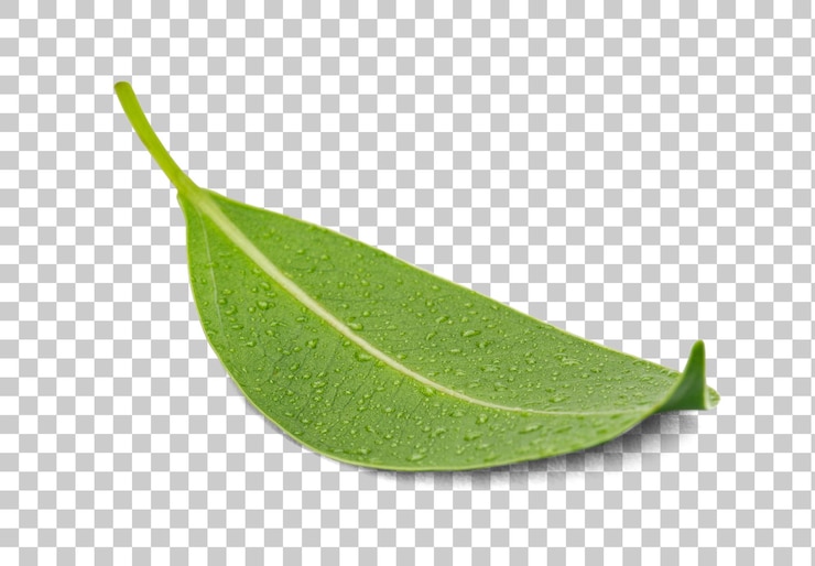 PSD vers groen blad met waterdrop macro shot png transparantie met schaduw