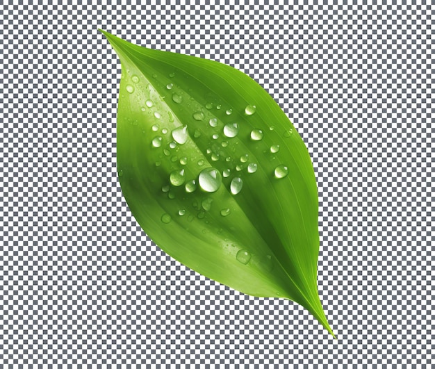 Vers groen Lily Valley Leaf geïsoleerd op transparante achtergrond