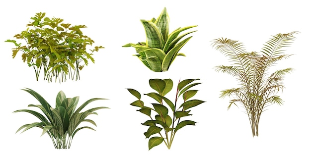 Verscheidenheid aan groene kamerplanten