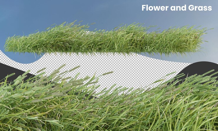 Verschillende soorten bloemen, gras en kleine planten geïsoleerd