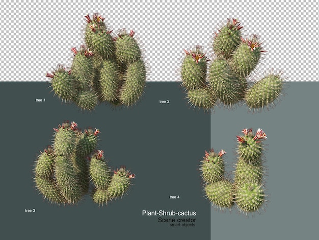 Verschillende soorten bomen en cactus