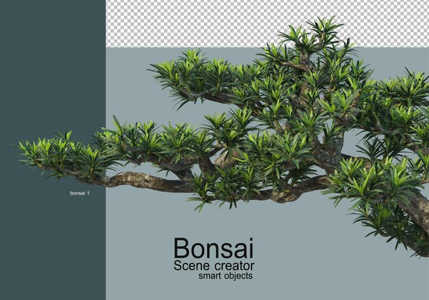 Verschillende soorten bonsai