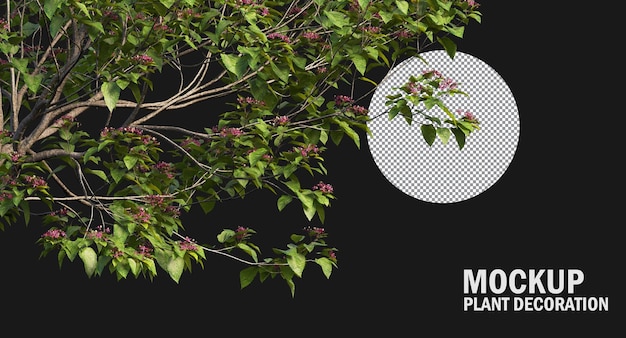 Verschillende soorten boomtak, planten en kleine bomen geïsoleerd
