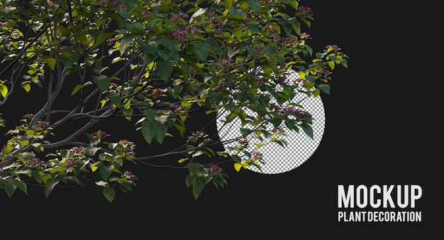 Verschillende soorten boomtak, planten en kleine bomen geïsoleerd