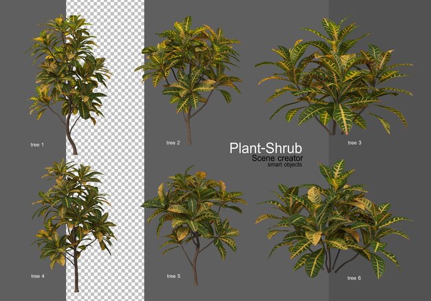 verschillende soorten decoratieve bomen