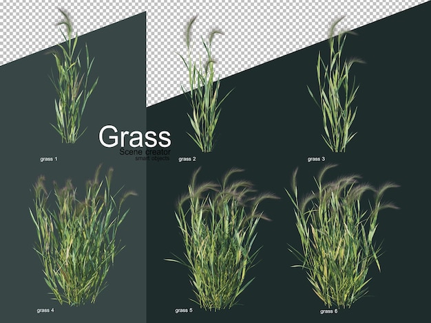 Verschillende soorten gras 3d-rendering