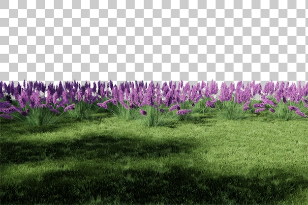 Verschillende soorten grasstruiken
