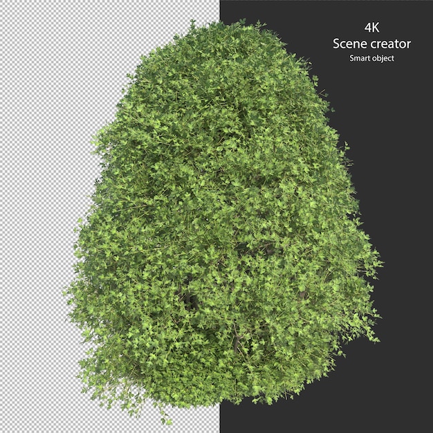 Verschillende soorten haag kleine planten struiken struiken en bomen geïsoleerde weergave